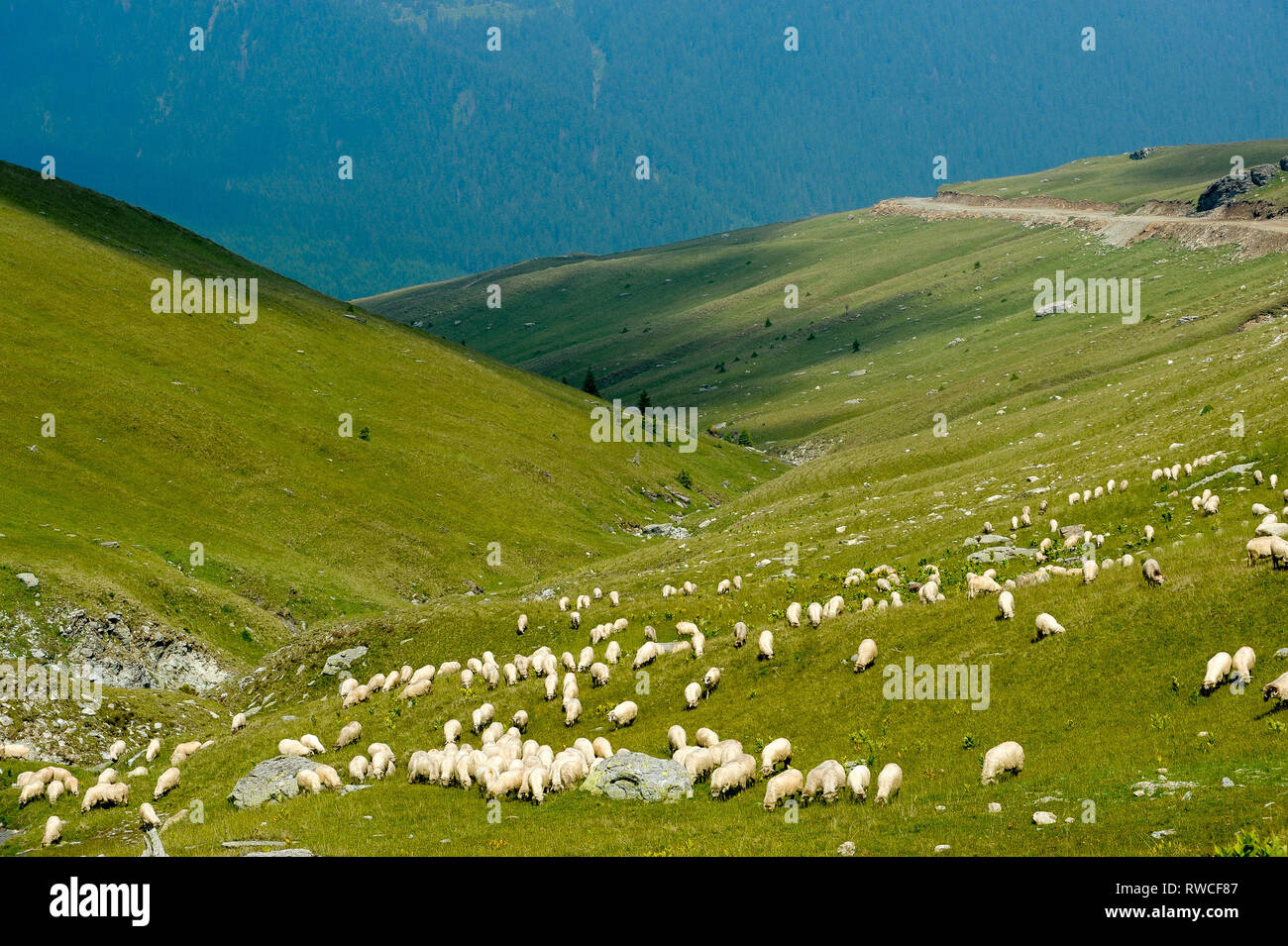 Transalpina road (DN67C) nelle montagne Parang nei Carpazi Meridionali in Romania. Il 18 luglio 2009 © Wojciech Strozyk / Alamy Stock Photo Foto Stock