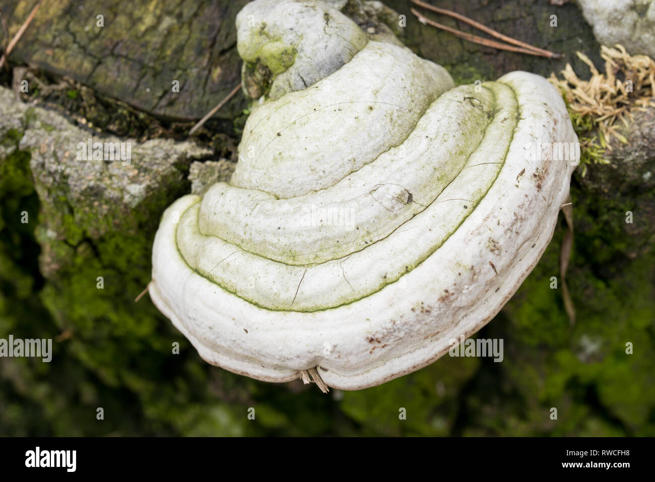 Staffa fungo, polypore sul ceppo di albero macro Foto Stock