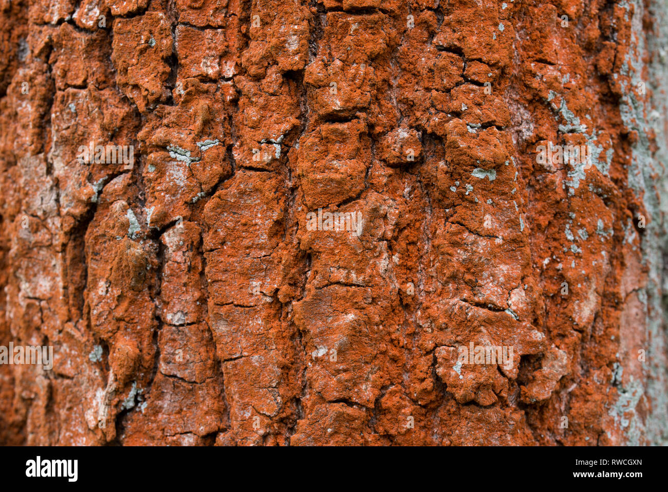 Trentepohlia russet un genere di chlorophyte filamentose alghe verdi sulla quercia tunk Foto Stock