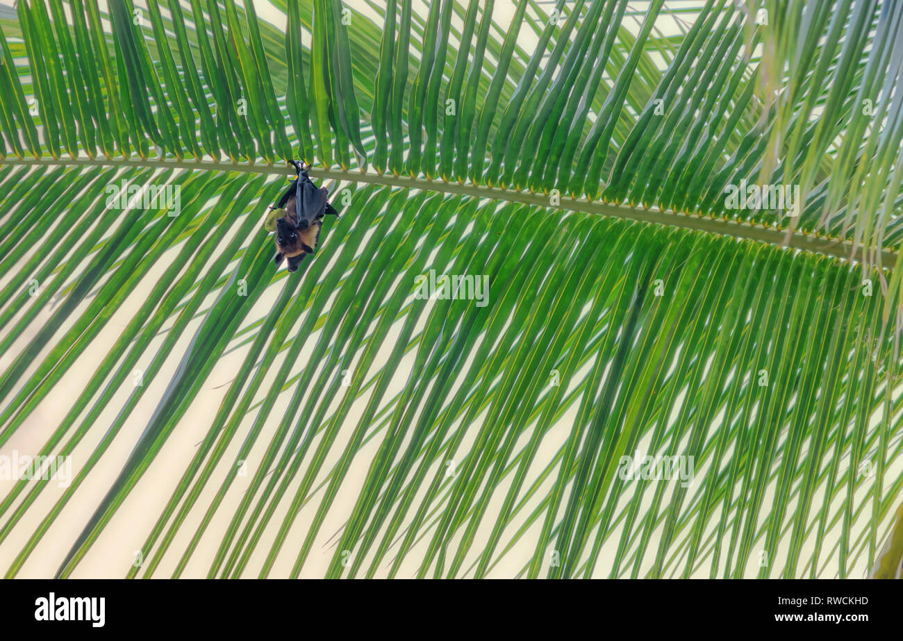 Bat maldiviano appeso a un albero di palma contro un cielo blu chiaro. Foto Stock