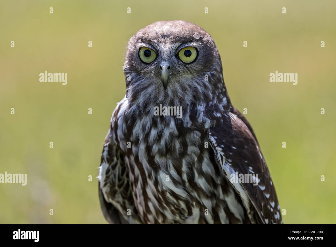 Australian Barking Owl colpo alla testa con sfondo verde e copyspace Foto Stock