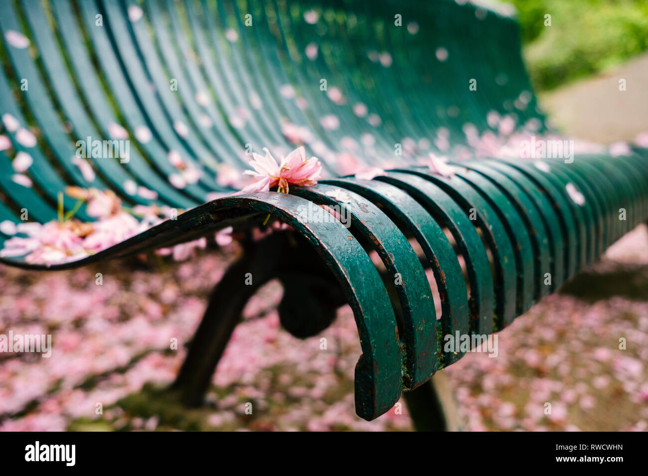 Green park panchina coperta di fiori di ciliegio e petali di fiori. Messa a fuoco selettiva. Foto Stock