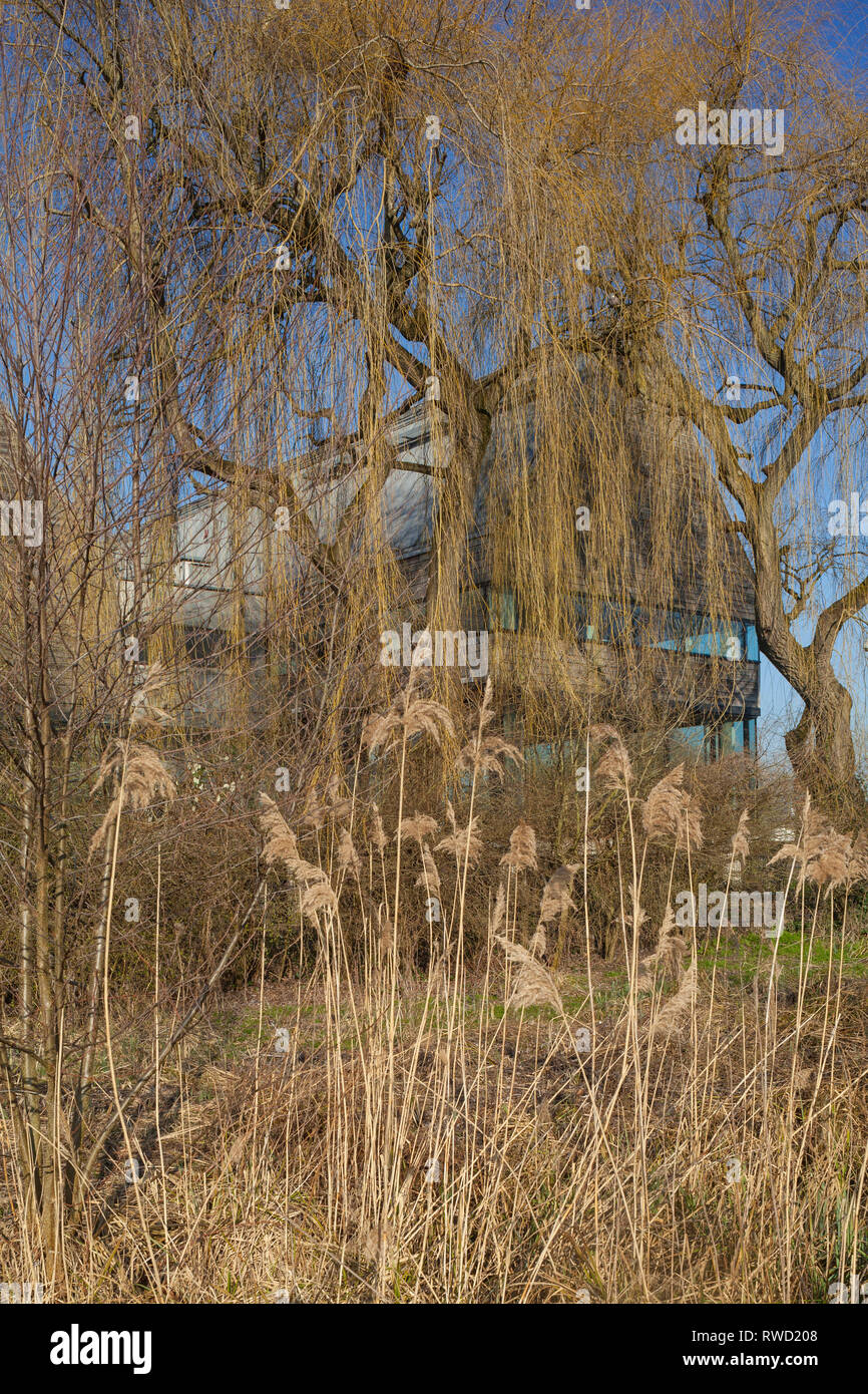 La quercia clad River & Rowing Museum si fonde nel paesaggio invernale a Henley-on-Thames, disegnato da David Chipperfield Architects. Foto Stock