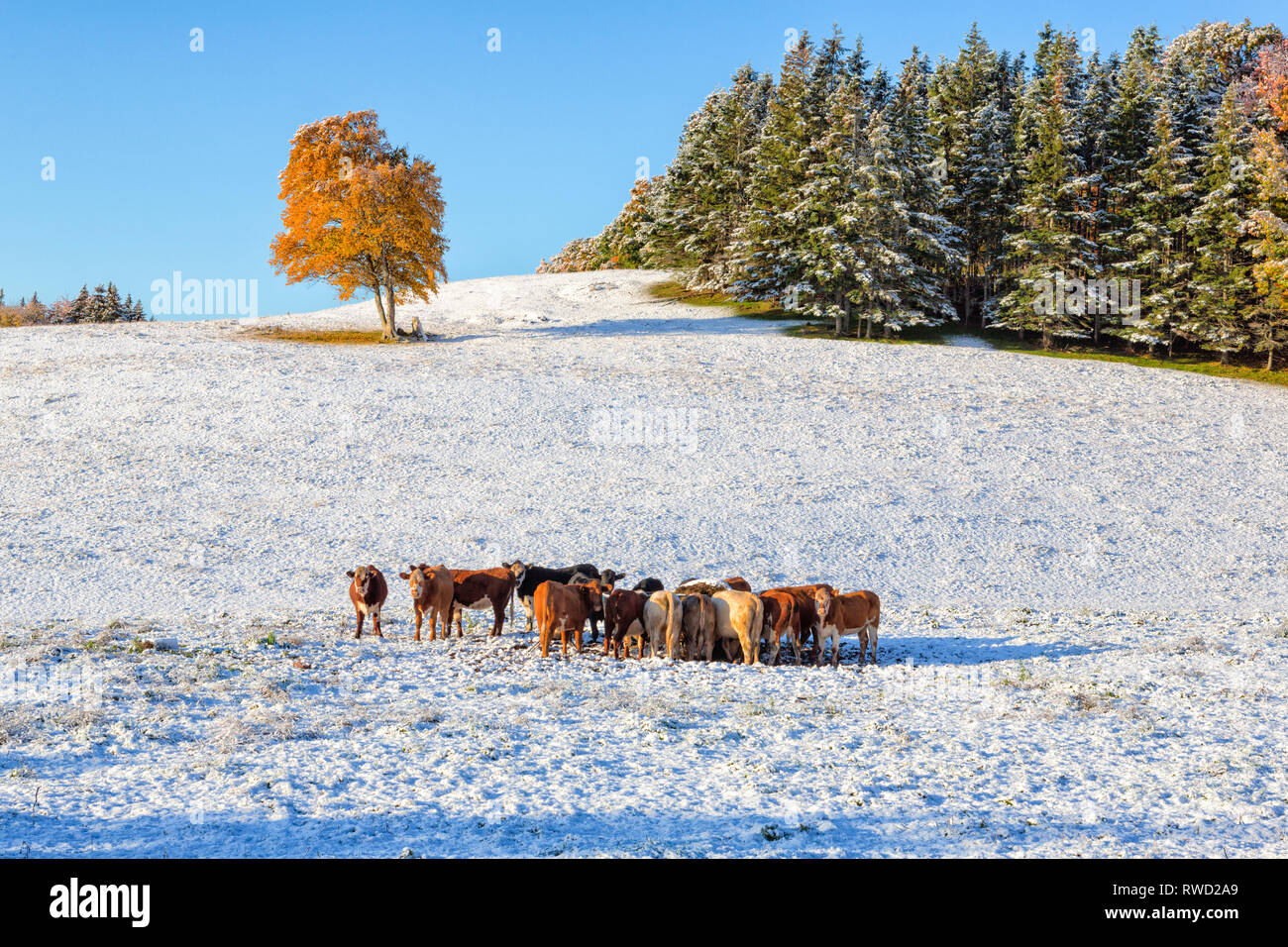 Lone Tree e bovini, coperta di neve la terra, St. Catherines, Prince Edward Island, Canada Foto Stock