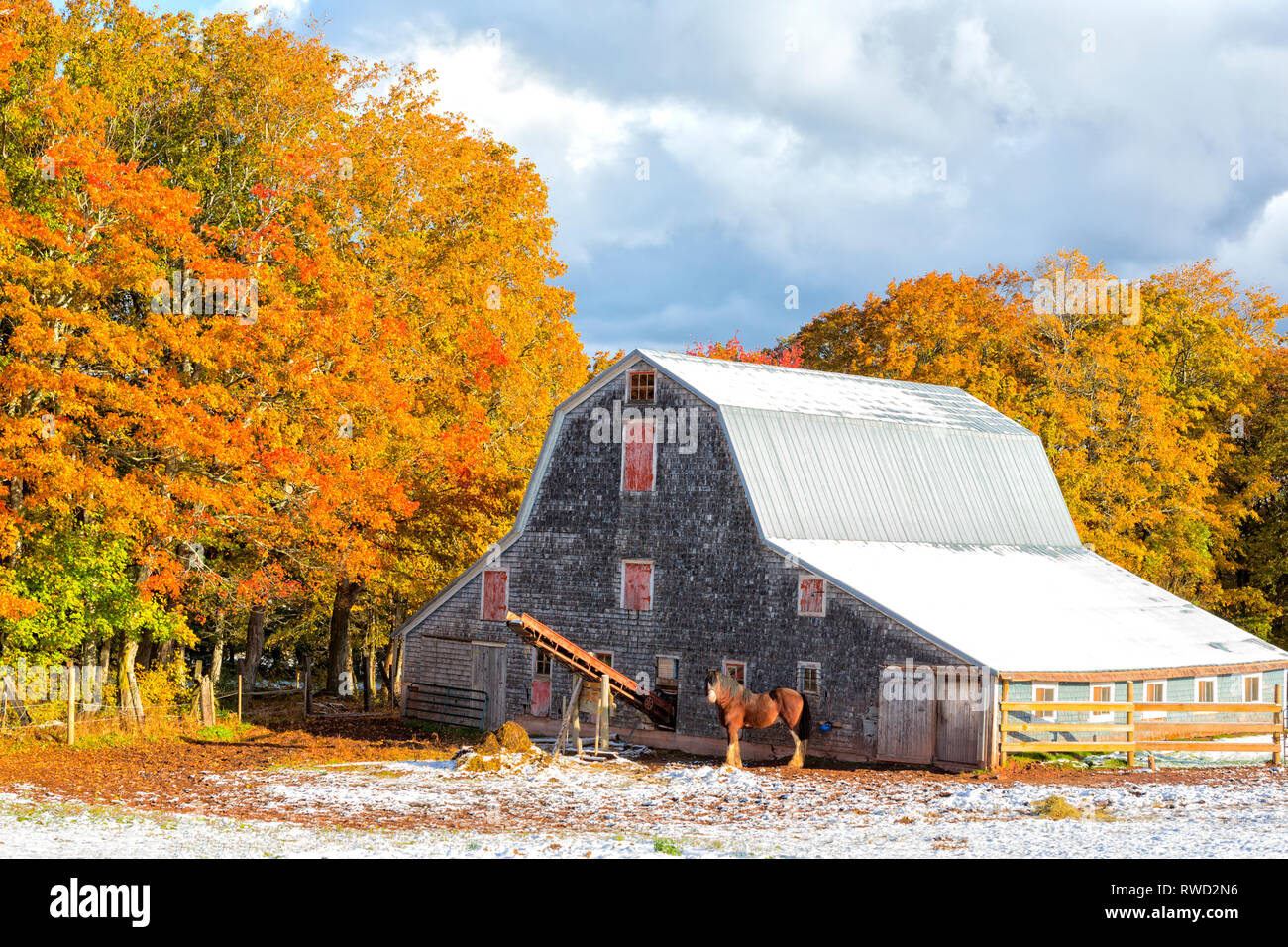 Cavalli da lavoro e fienile in legno, Prince Edward Island, Canada Foto Stock