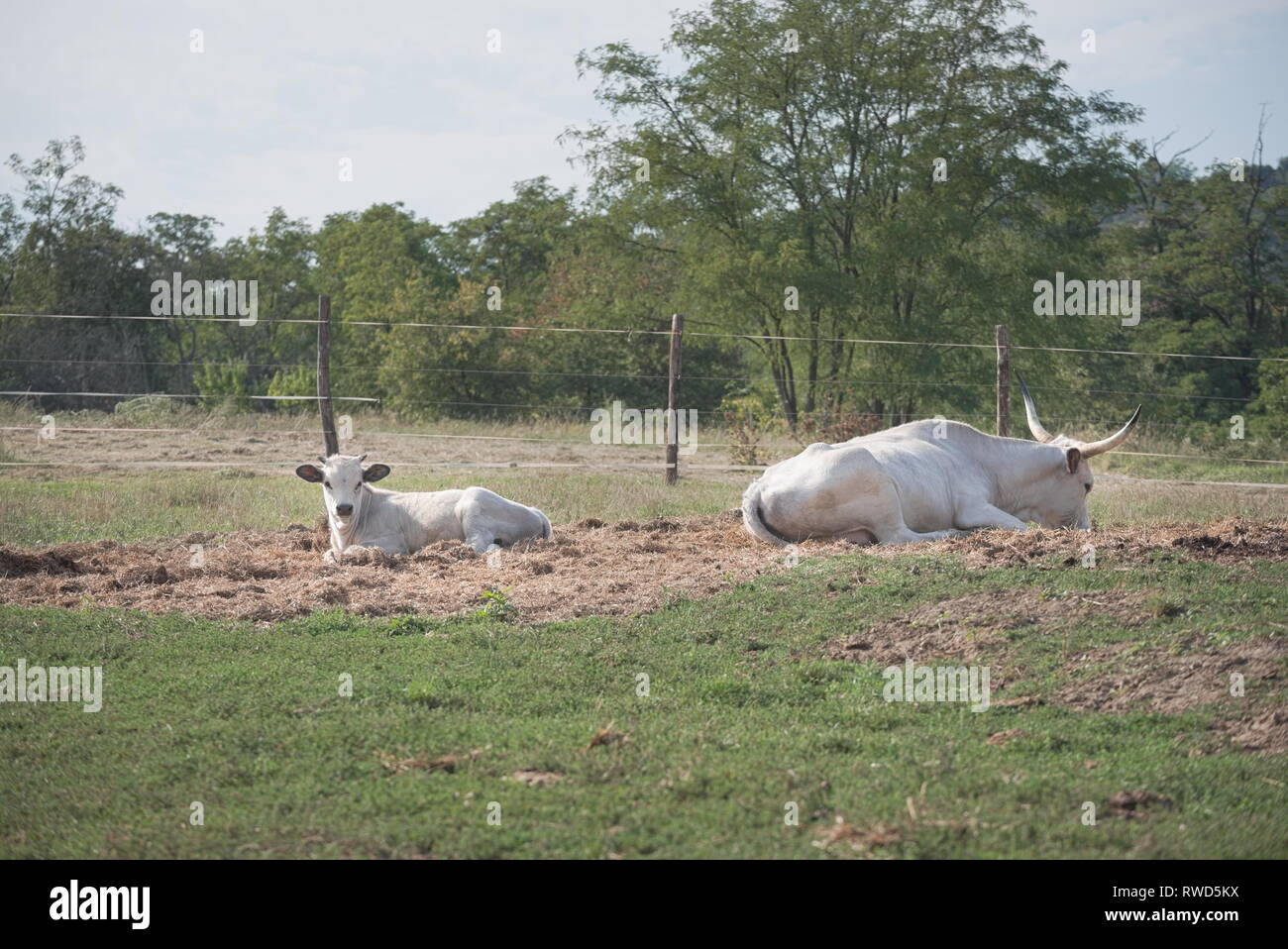 Due ungherese Cattles grigio sulla fattoria su una soleggiata giornata estiva Foto Stock