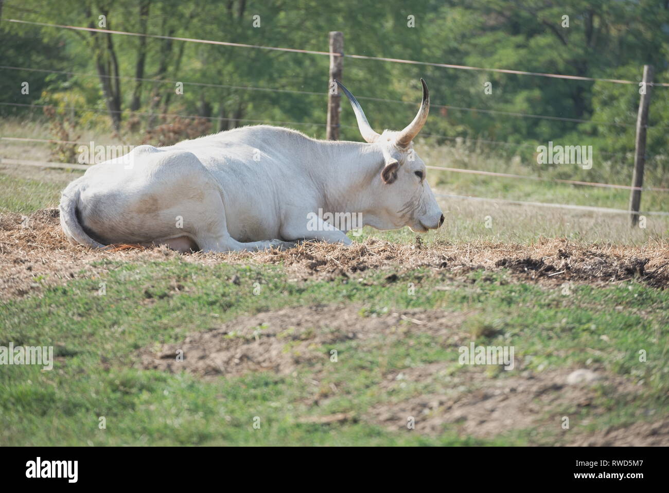 Grigio ungherese bovini sul farm su una soleggiata giornata estiva Foto Stock