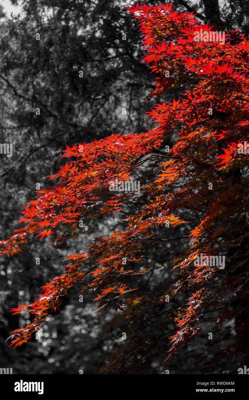 Rosso brillante Tree Foto Stock