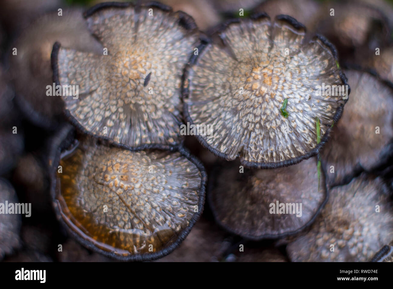 Cluster di funghi dopo la pioggia Foto Stock