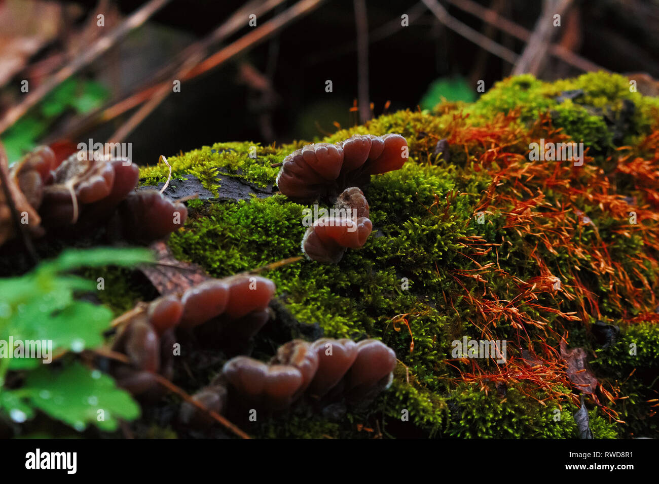 Splendida vegetazione di muschi e funghi Oyster nel bosco al giorno di pioggia a Krivoy Rog, Ucraina Foto Stock