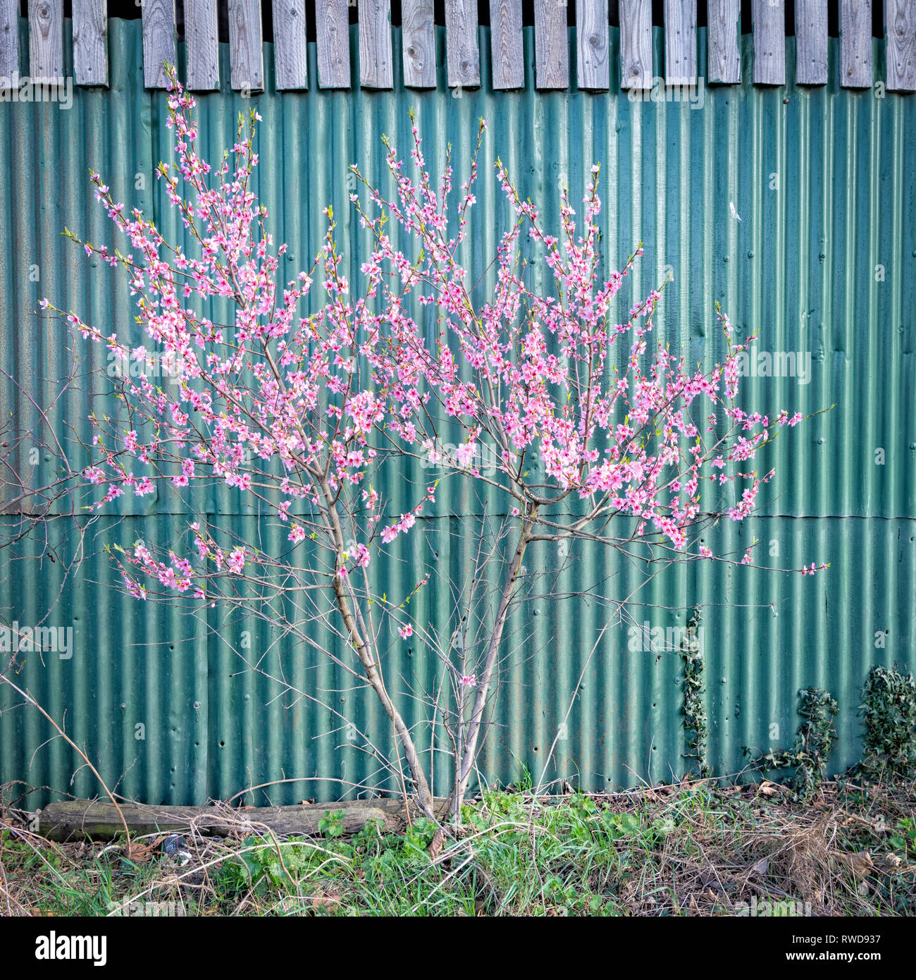 Fiore rosa su un albero in primavera contro uno sfondo di colore verde nel fienile, un suggestivo contrasto di colore Foto Stock