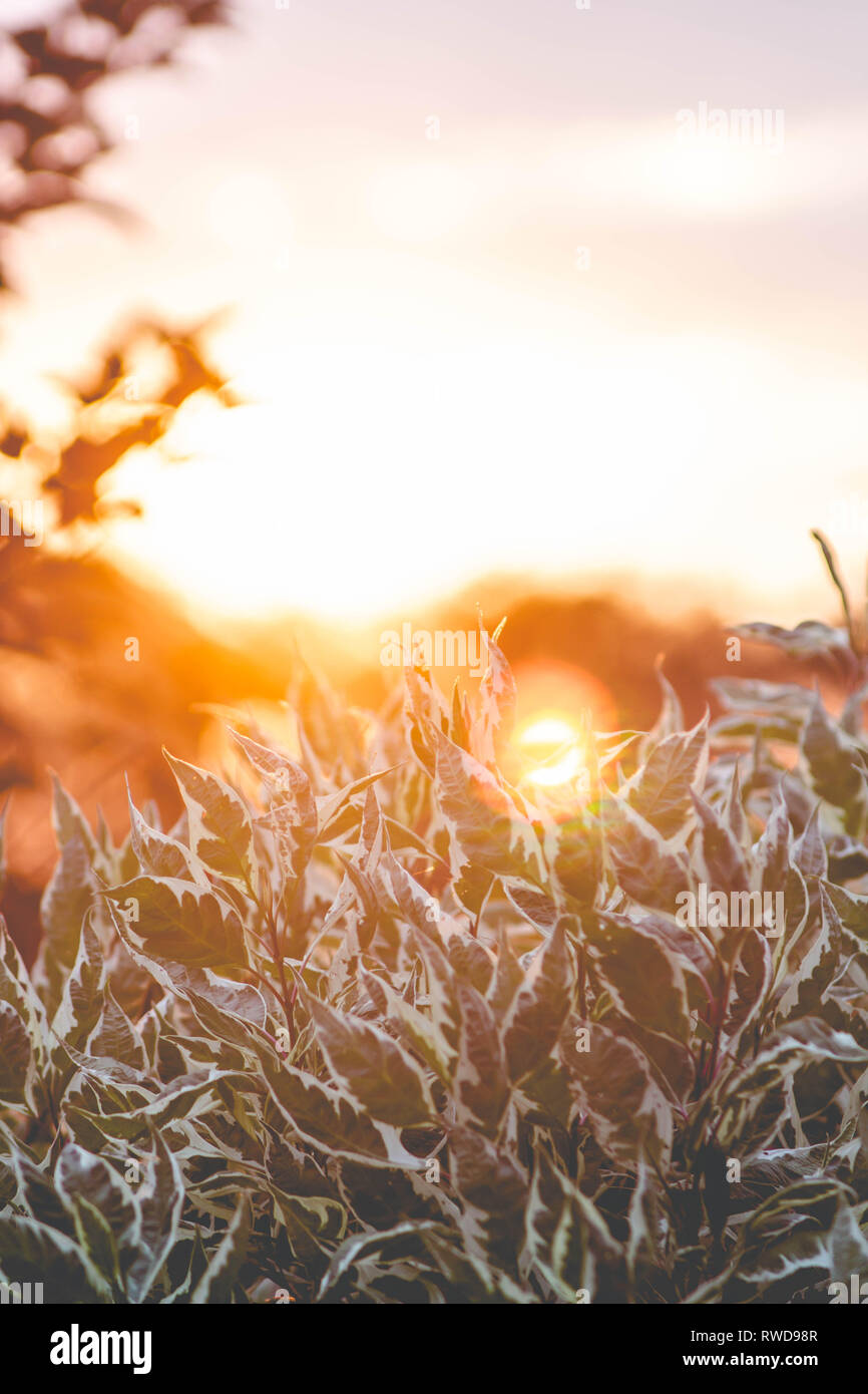 Tramonto con foglie e calore Foto Stock