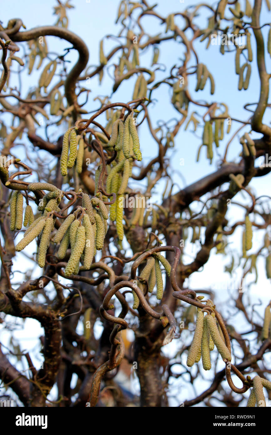 Struttura di cavatappi nocciolo (Corylus avellana contorta) nodose rami e inverno amenti formando su un albero maturo Foto Stock