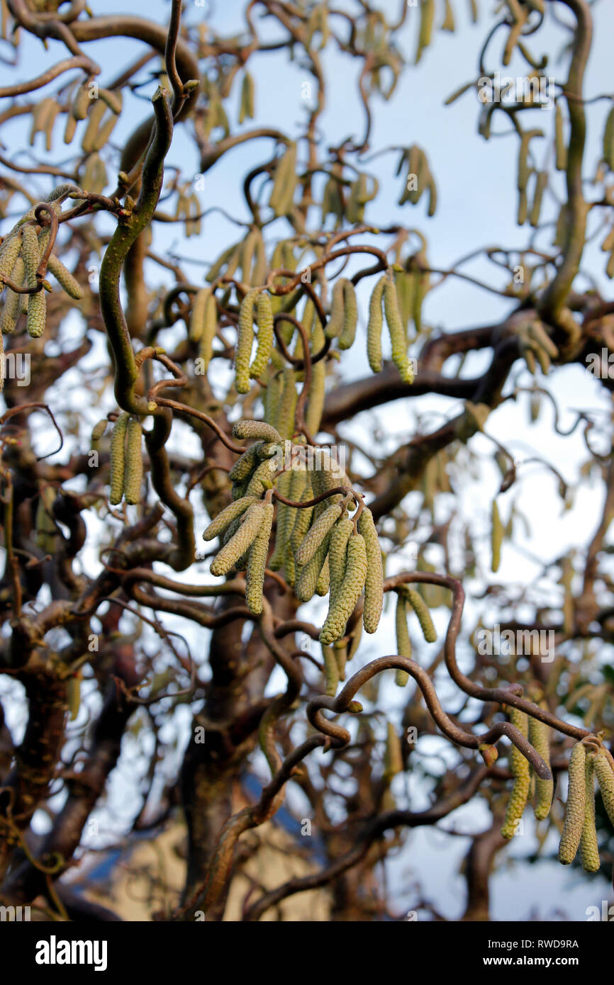 Struttura di cavatappi nocciolo (Corylus avellana contorta) nodose rami e inverno amenti formando su un albero maturo Foto Stock