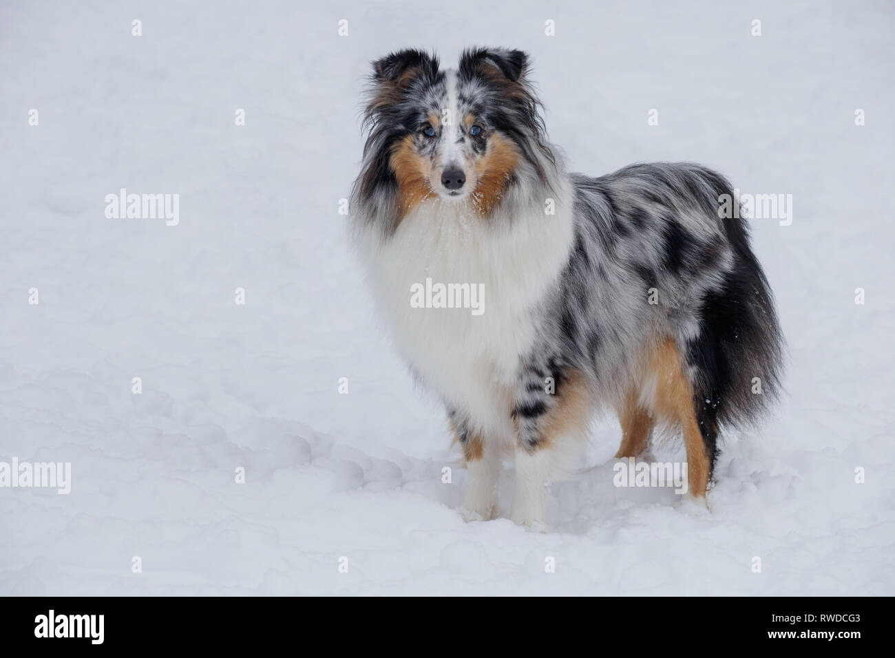 Carino blue merle shetland sheepdog cucciolo è in piedi su un bianco della neve. Collie Shetland sheltie o. Gli animali da compagnia. Cane di razza. Foto Stock