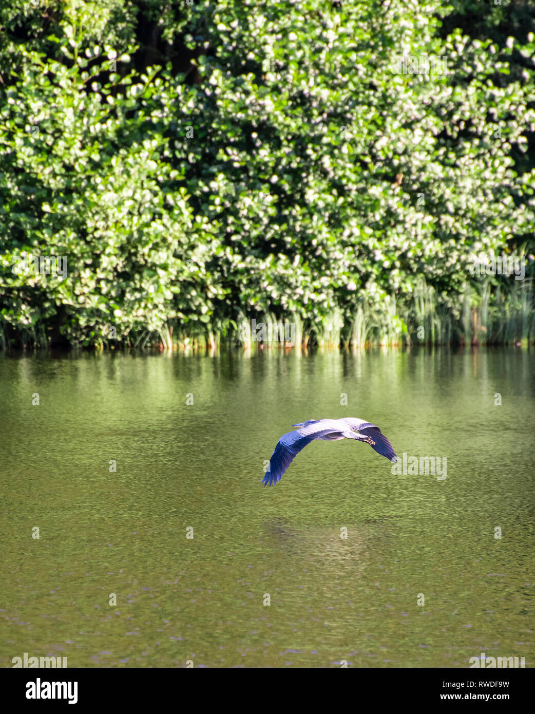 Un Airone cenerino volare sopra le acque del Loch Linlithgow in Scozia Foto Stock