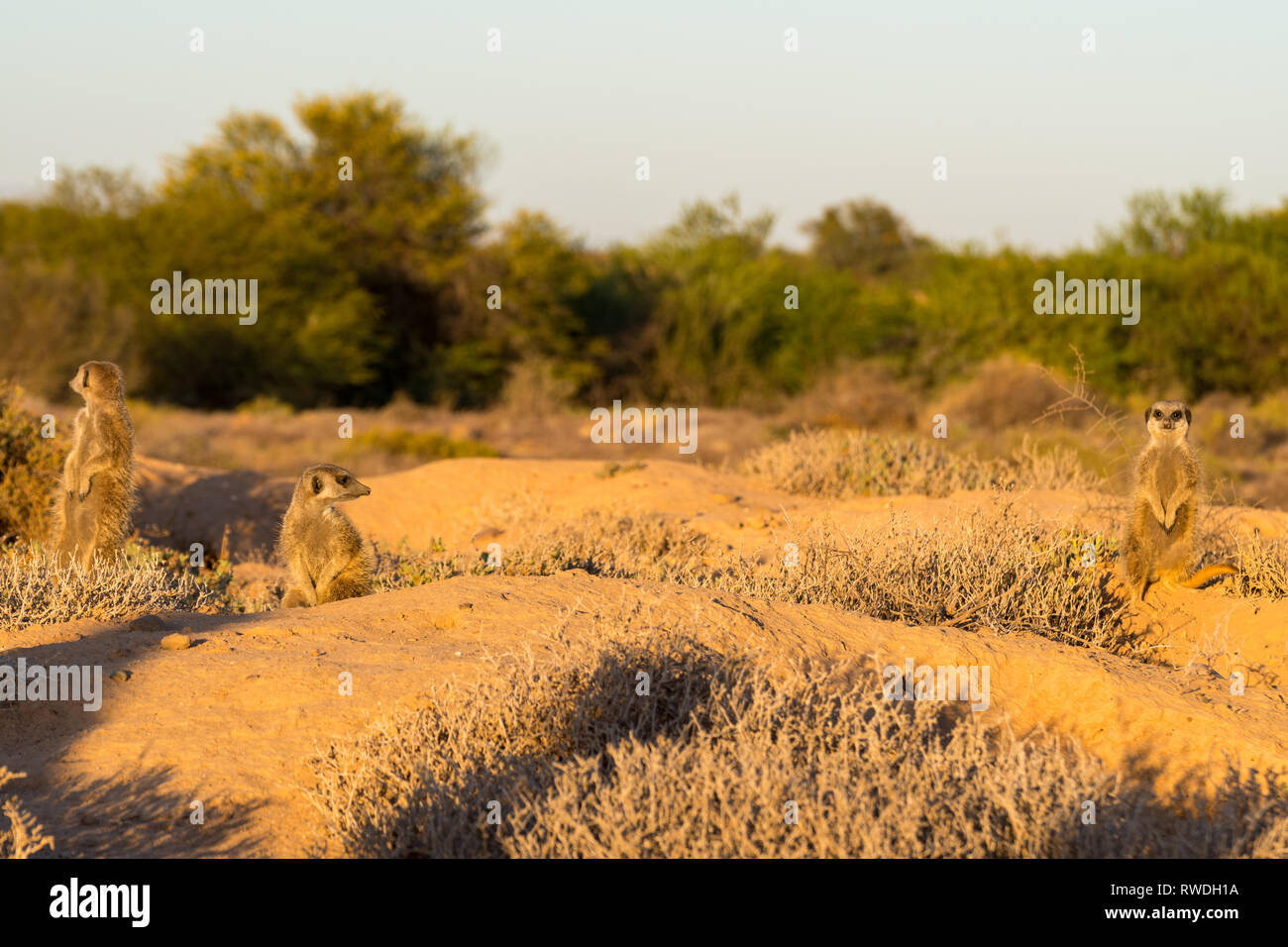 Meerkats al mattino Foto Stock