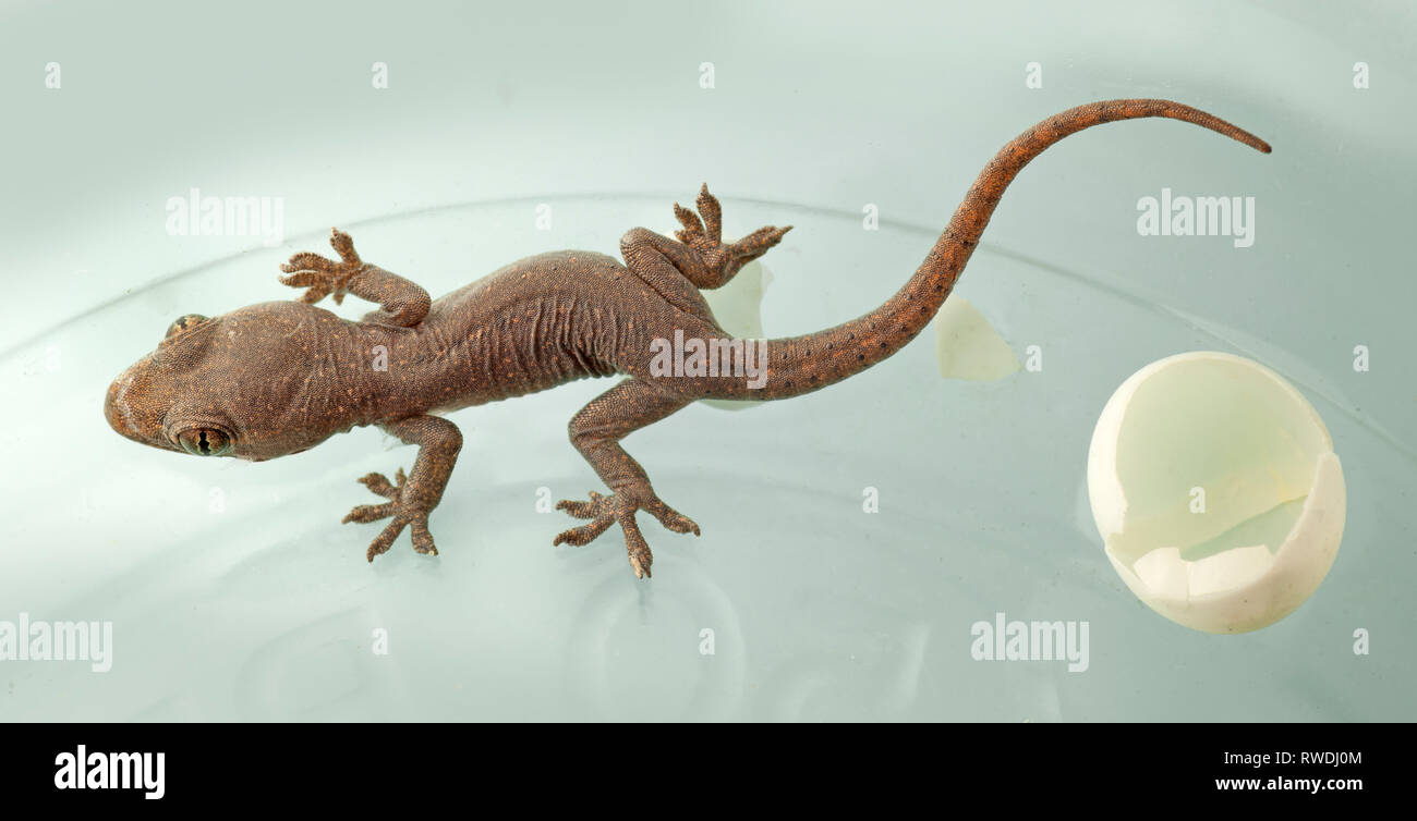 Casa malese Gecko, Hemidactylus frenatus (Schlegel, 1836), di recente il giovane tratteggiata con uovo Foto Stock