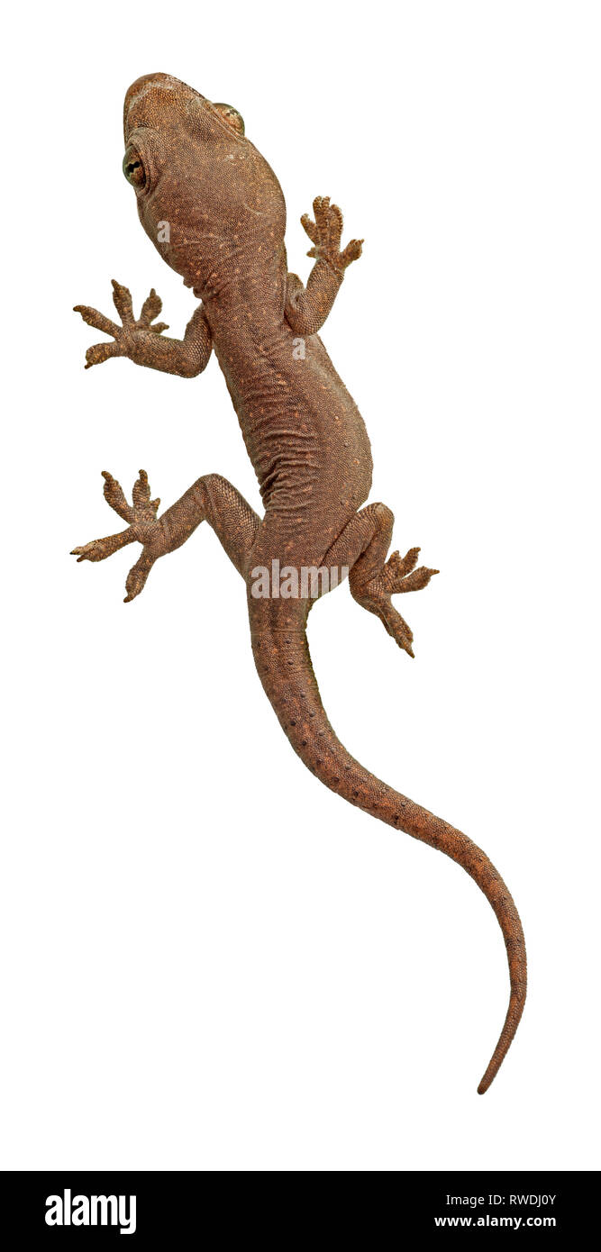 Casa malese Gecko, Hemidactylus frenatus (Schlegel, 1836), di recente il giovane tratteggiata Foto Stock