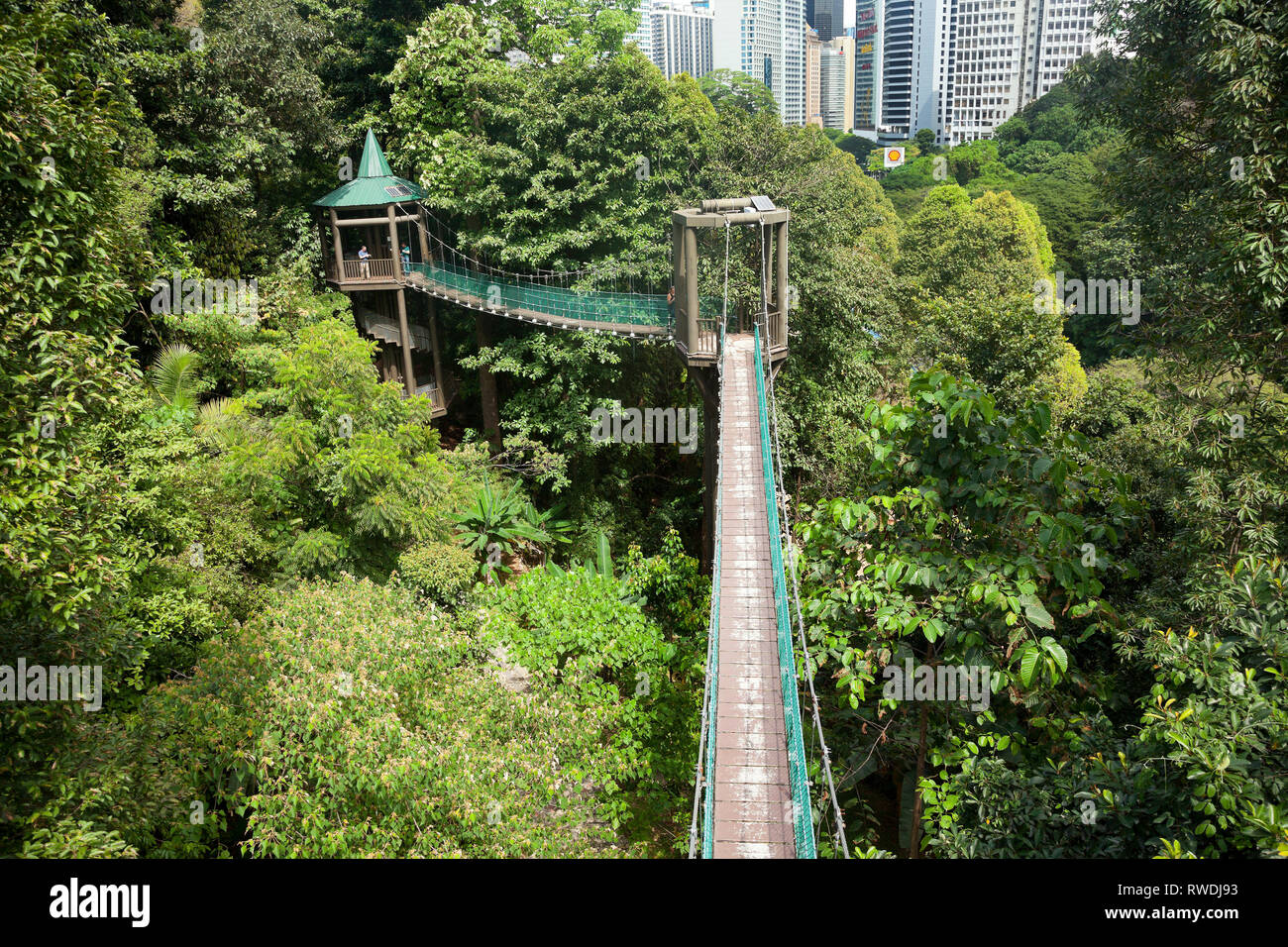 Taman Eko Rimba KL, Kuala Lumpar eco park nel cuore della città, il Bukit Nanas, albero pontile Foto Stock