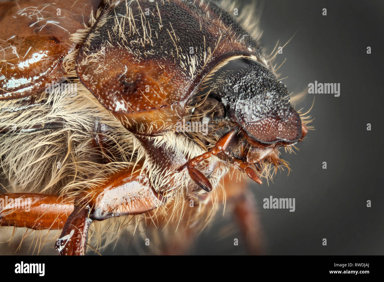 Alta immagine macro che mostra la testa di Amphimallon solstitiale, o estate chafer o Europeo di giugno beetle Foto Stock