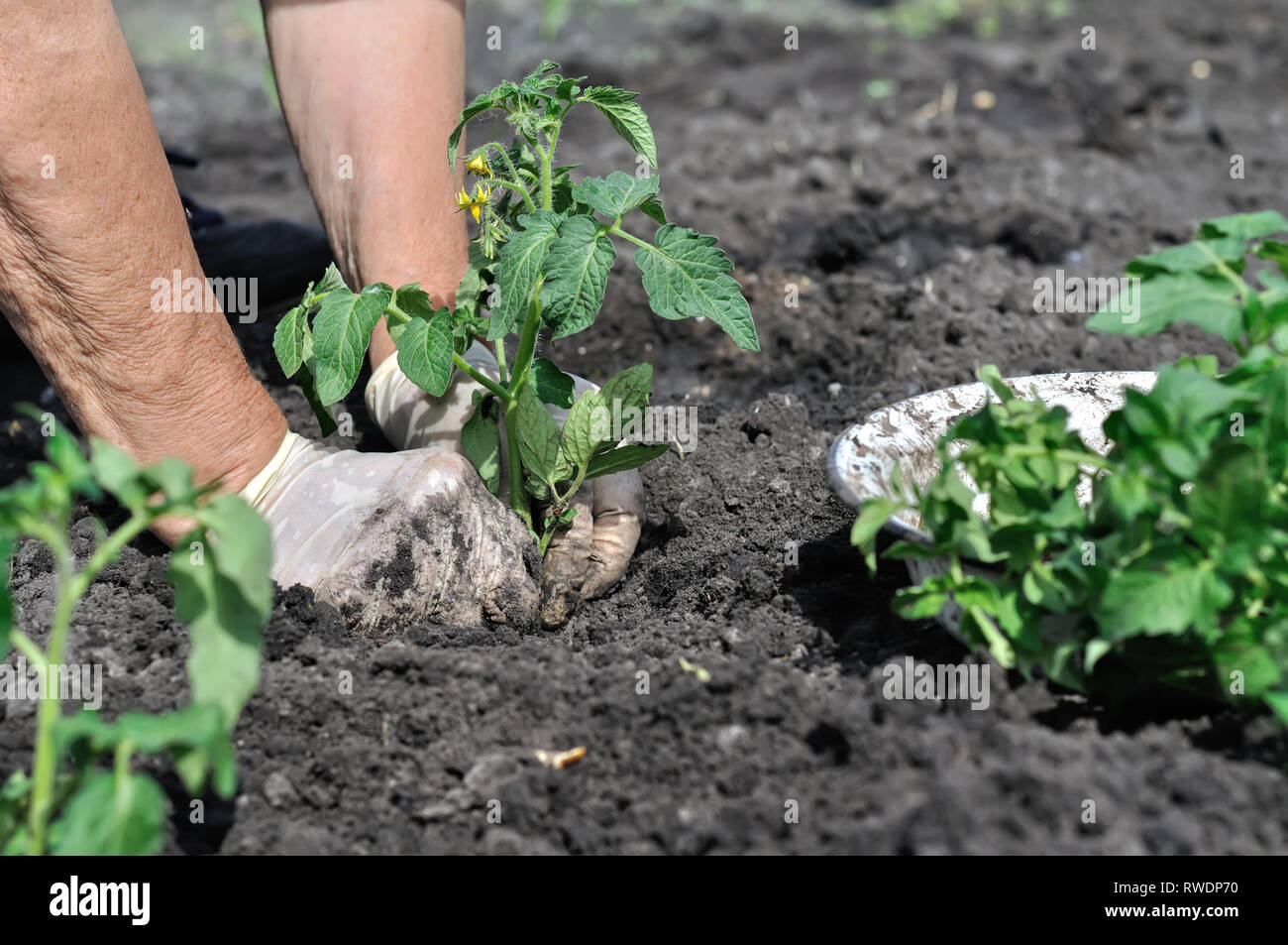 Il giardiniere le mani di piantare una piantina di pomodoro nell'orto Foto Stock