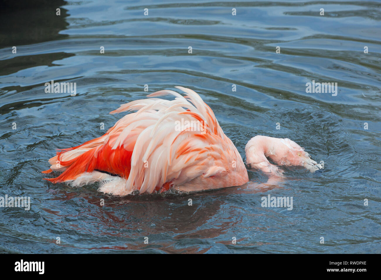 Flamingo cileni (Phoenicopterus chilensis). La balneazione. Piume e piuma per la cura e la manutenzione. Uno di un gregge di allevamento che vivono in un collection​ zoologico. Foto Stock