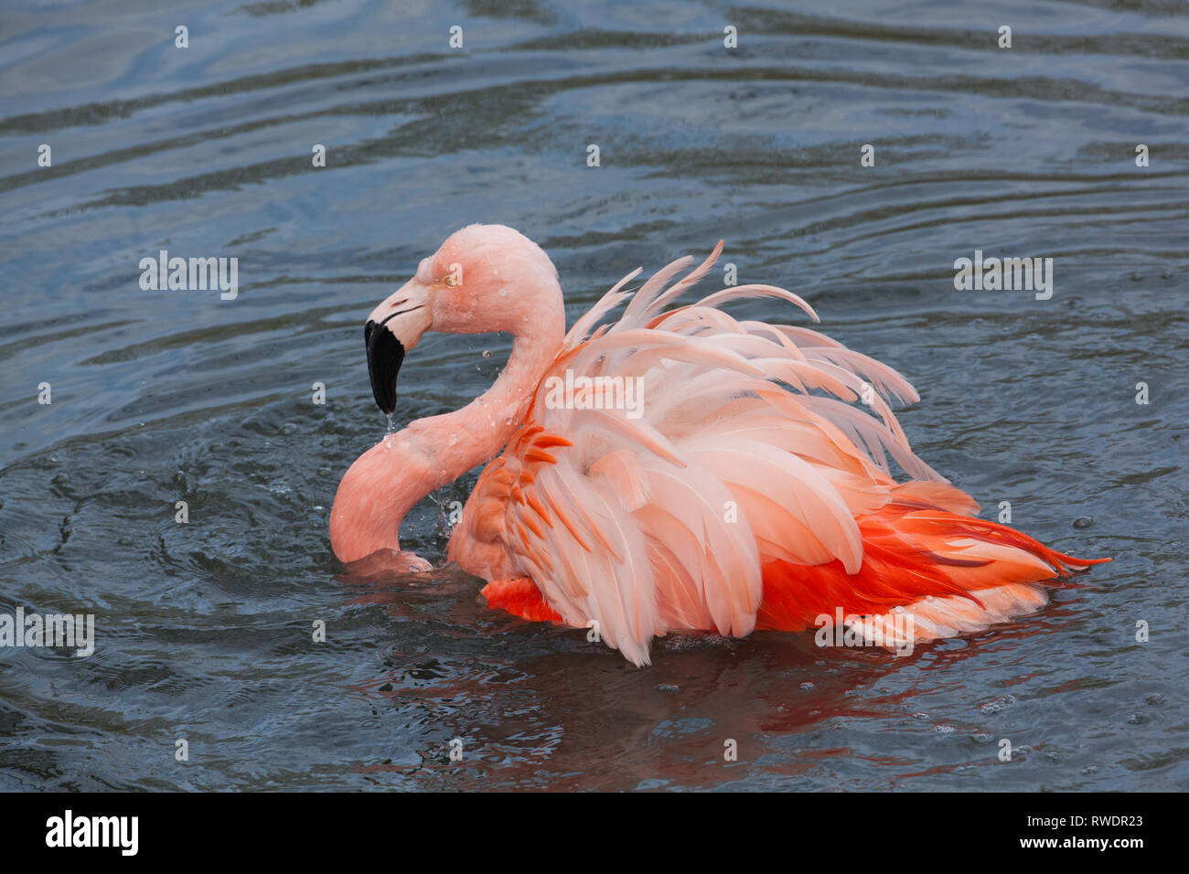 Flamingo cileni (PhoenIcopterus chilensis). La balneazione. Piume e piuma per la cura e la manutenzione. Uno di un gregge di allevamento che vivono in una raccolta zoologica.​ Foto Stock