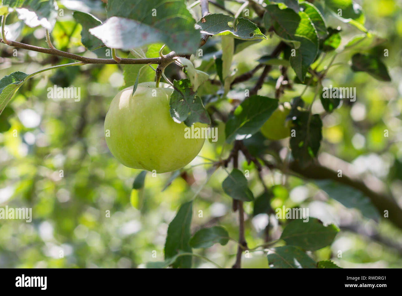 Una mela verde su un ramo di un albero Foto Stock