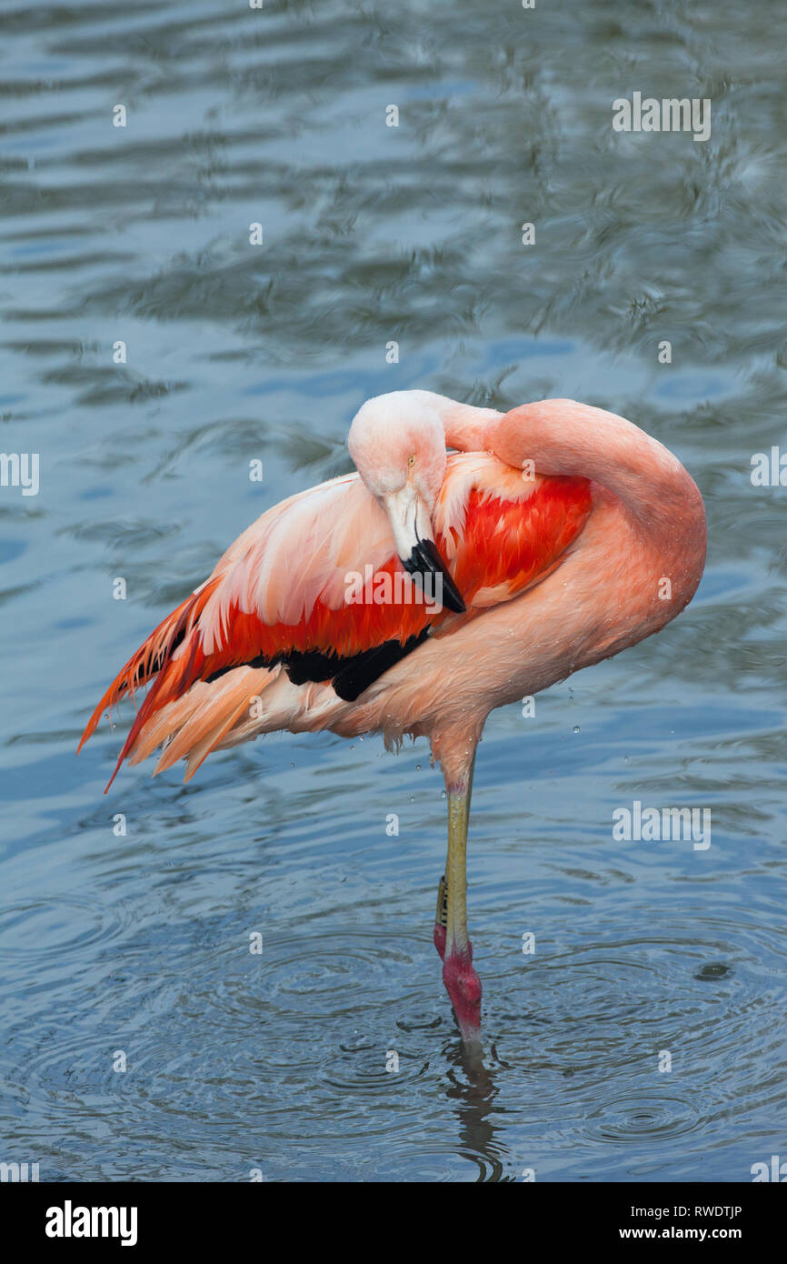 Flamingo cileni (Phoenicopterus chilensis). Un adulto con la testa come un mop shed​ acqua, da immersione, per poi diffondersi, distribuire e lavorare in olio dal premistoppa sulla parte superiore della coda.​ Foto Stock
