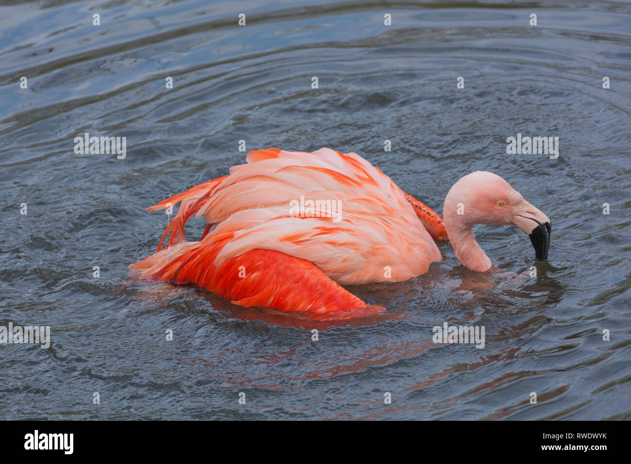 Flamingo cileni (Phoenicopterus chilensis). La balneazione. Piume e piuma per la cura e la manutenzione. Uno di un gregge di allevamento che vivono in una raccolta zoologica.​ Foto Stock