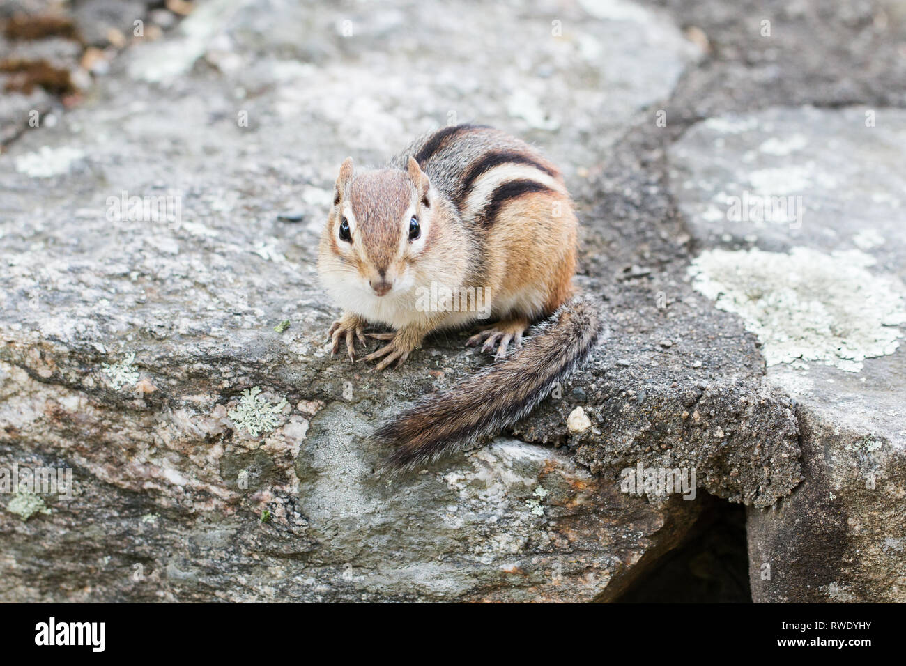 Tamias striatus, orientale scoiattolino, seduto su di una parete di roccia. Foto Stock