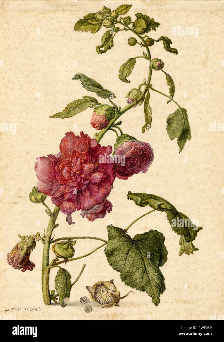 Un Hollyhock; Herman Saftleven giovani (Olandese, 1609 - 1685); Holland, Europa; Settembre 21, 1682; acquerello, gouache e gesso nero linee di framing Foto Stock