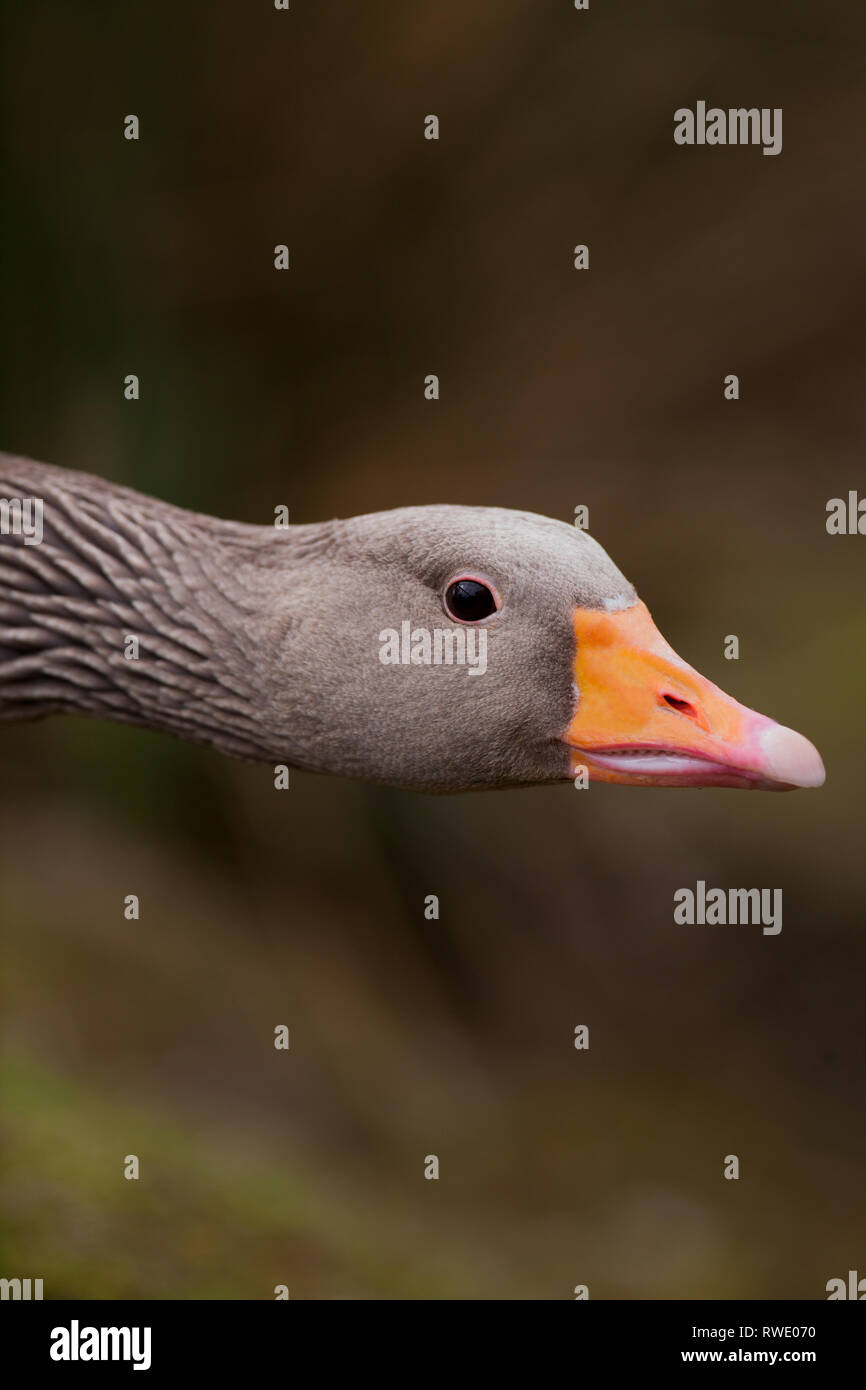Western Graylag Goose (Anser anser). Testa con mandibole che mostra le lamelle intorno ai bordi interni. Cautionary, lieve minaccia. Vista laterale. Foto Stock