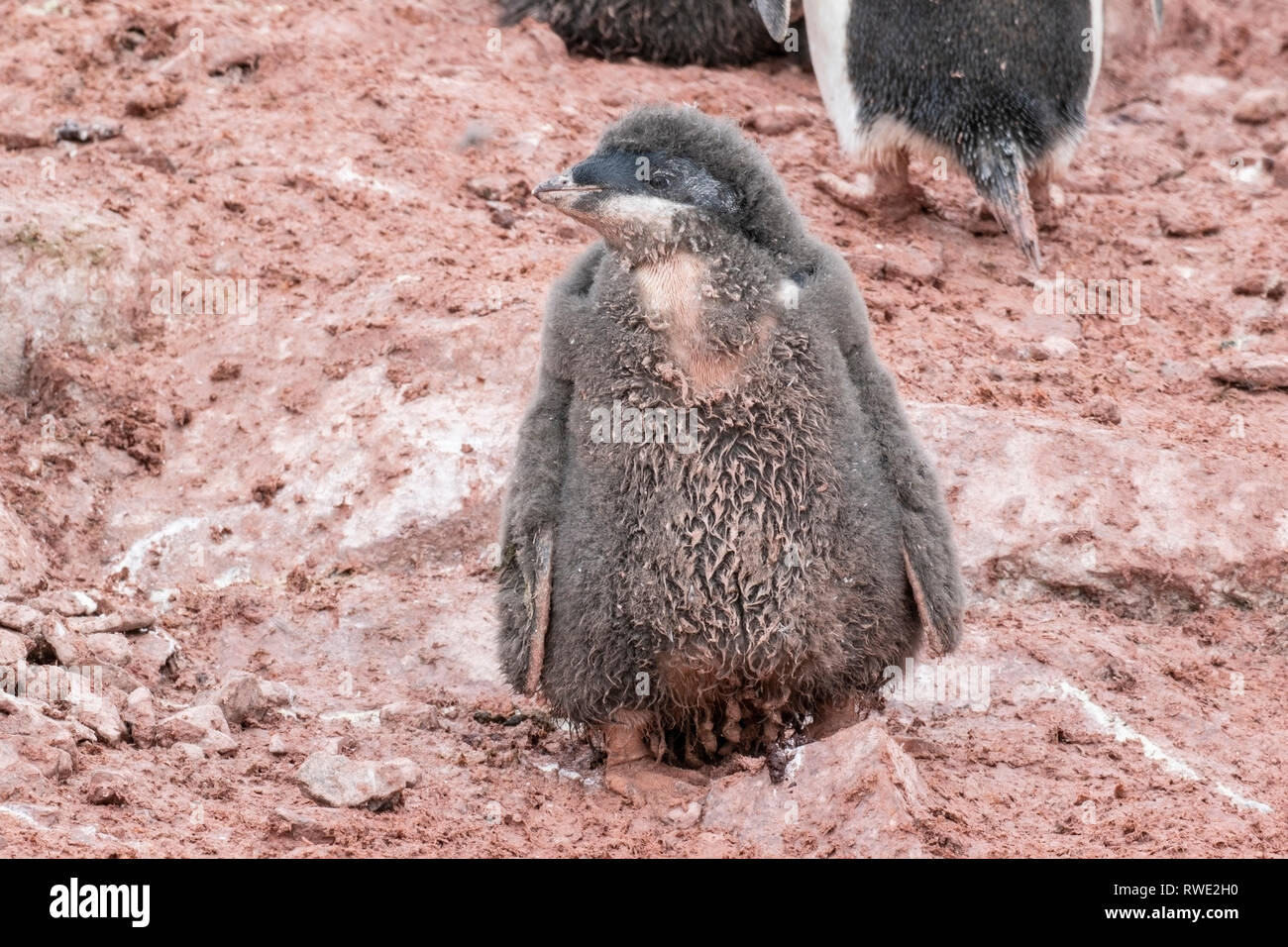 Adelie penguin Pygoscelis adeliae pulcini in piedi nella colonia di allevamento, Antartide Foto Stock