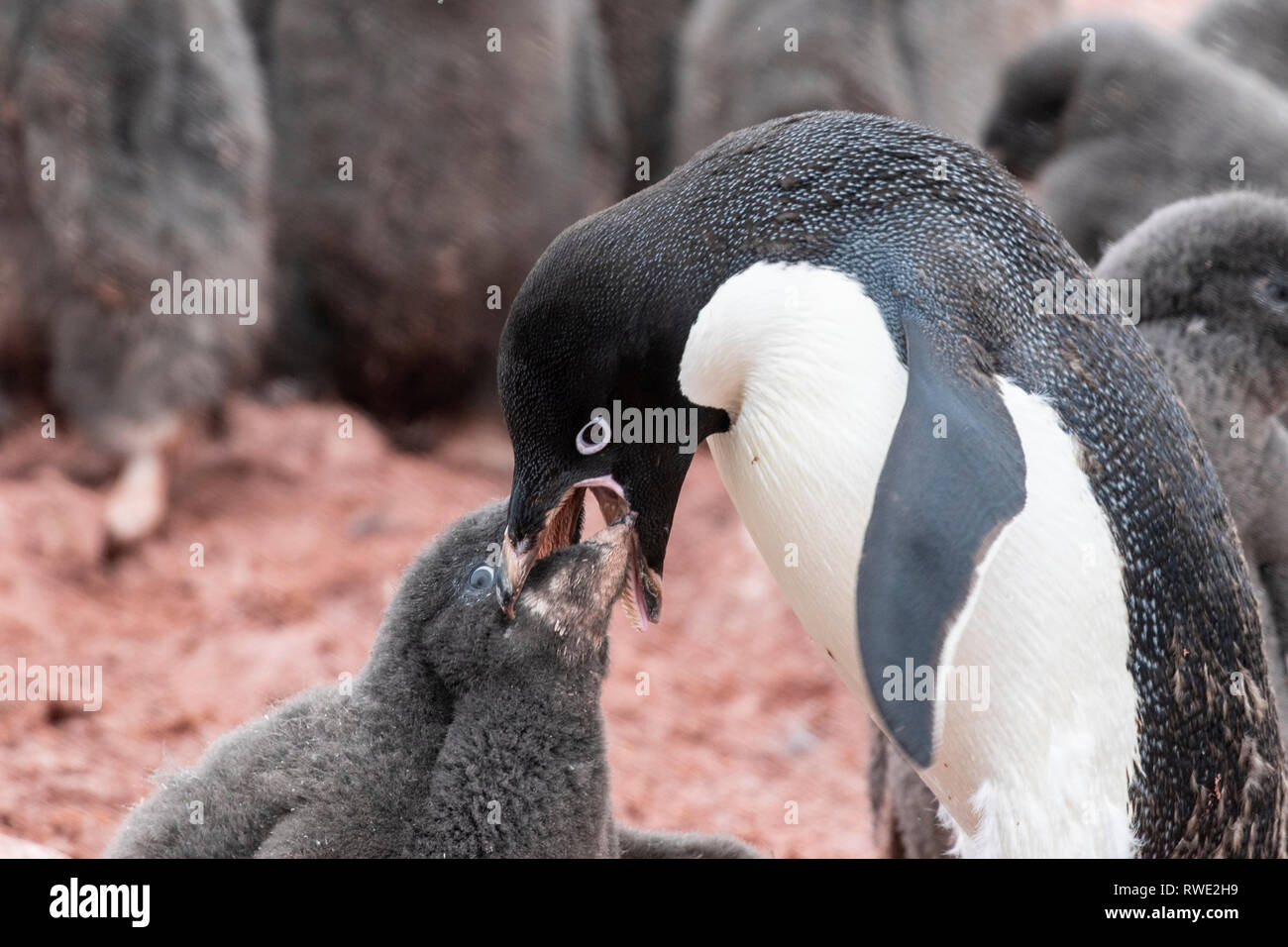 Adelie penguin Pygoscelis adeliae uccello adulto pulcino di alimentazione nella colonia di allevamento, Antartide Foto Stock