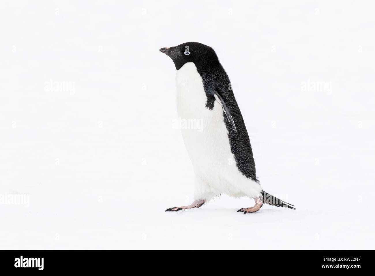 Adelie penguin Pygoscelis adeliae adulto vicino a colonia di allevamento su ghiaccio, Antartide Foto Stock