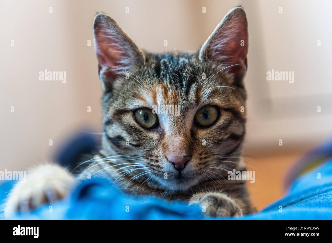 Ritratto di un gatto di casa in Turchia. Foto Stock