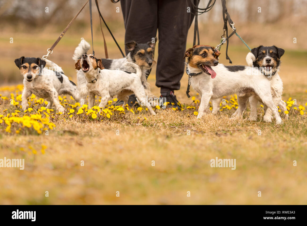 Proprietario cammina insieme con molti cani in primavera - un pacco di Jack Russell Terrier circondato da fiori di colore giallo Foto Stock
