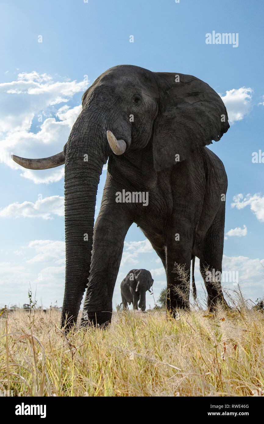 Un immagine astratta da un basso angolo di elefanti come essi a piedi dal Parco Nazionale di Hwange di Chobe National Park, il Botswana. Foto Stock