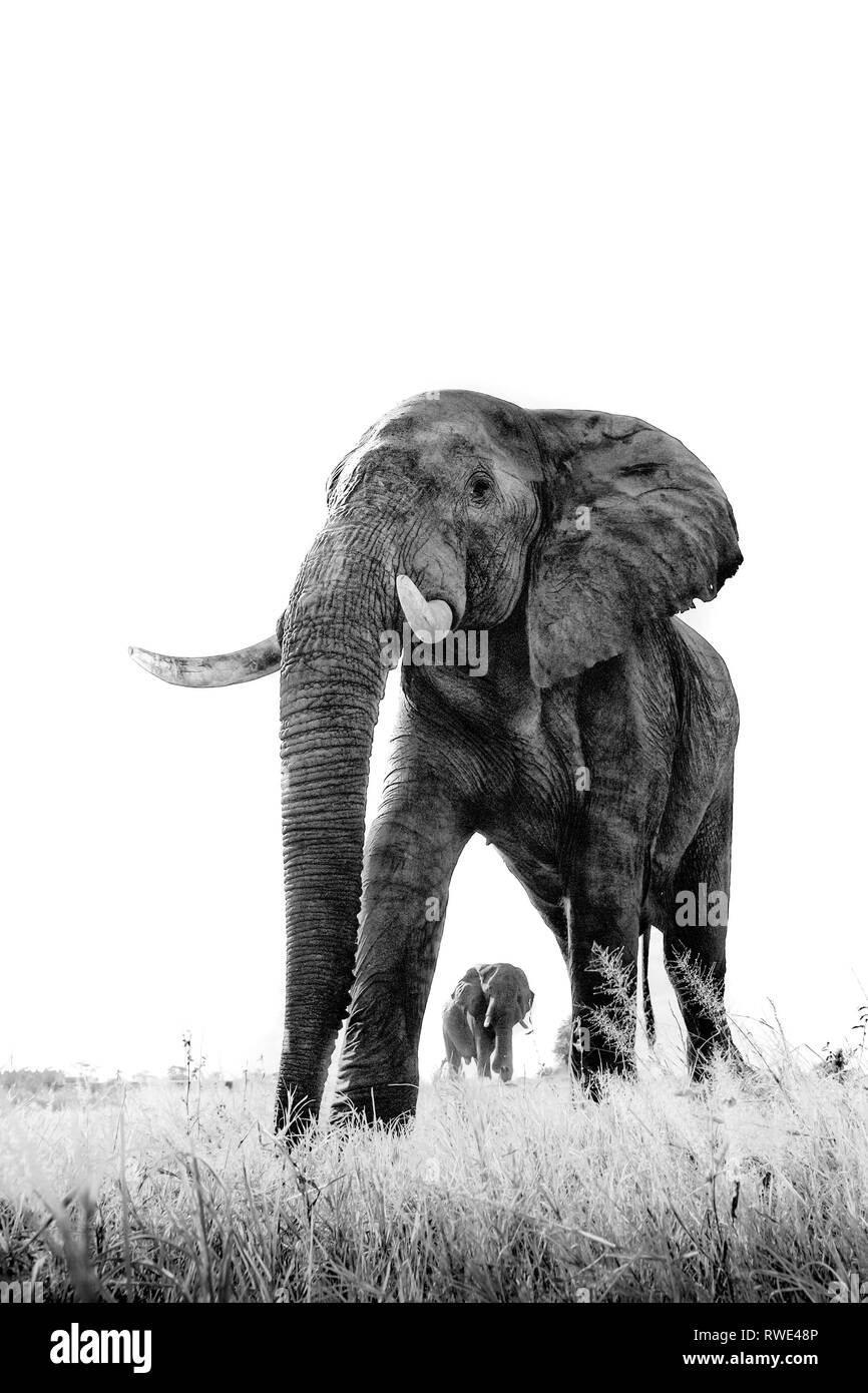 Un immagine astratta da un basso angolo di elefanti come essi a piedi dal Parco Nazionale di Hwange di Chobe National Park, il Botswana. Foto Stock