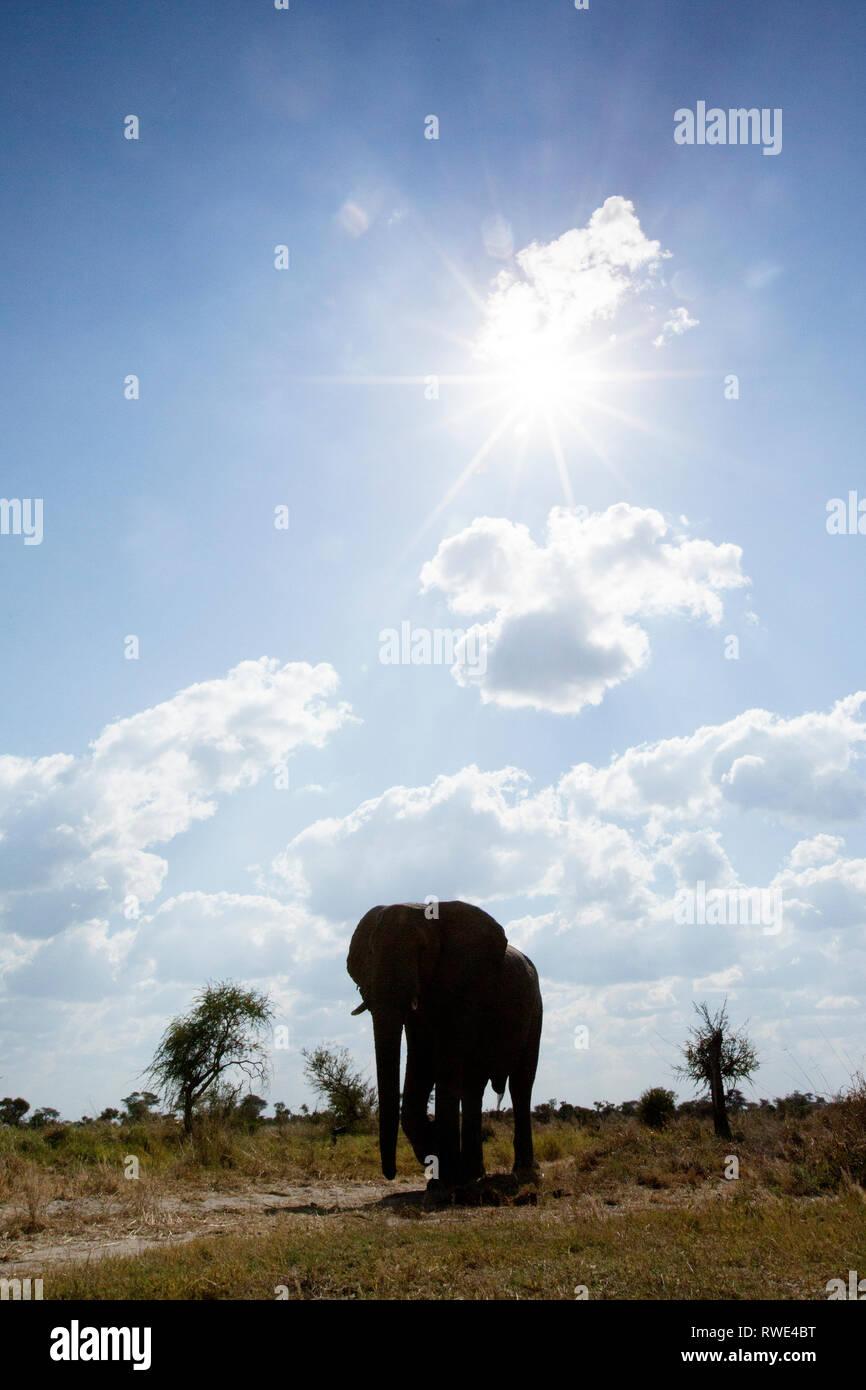 Un immagine astratta da un basso angolo di elefanti come essi a piedi dal Parco Nazionale di Hwange di Chobe National Park, il Botswana. Foto Stock