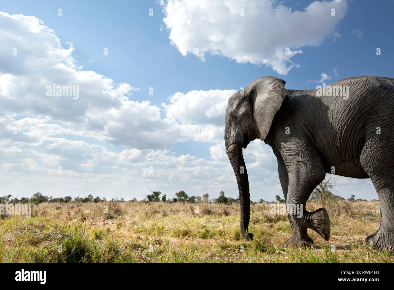 Un immagine astratta da un basso angolo di elefanti come essi a piedi dal Parco Nazionale di Hwange di Chobe National Park, il Botswana. Foto Stock