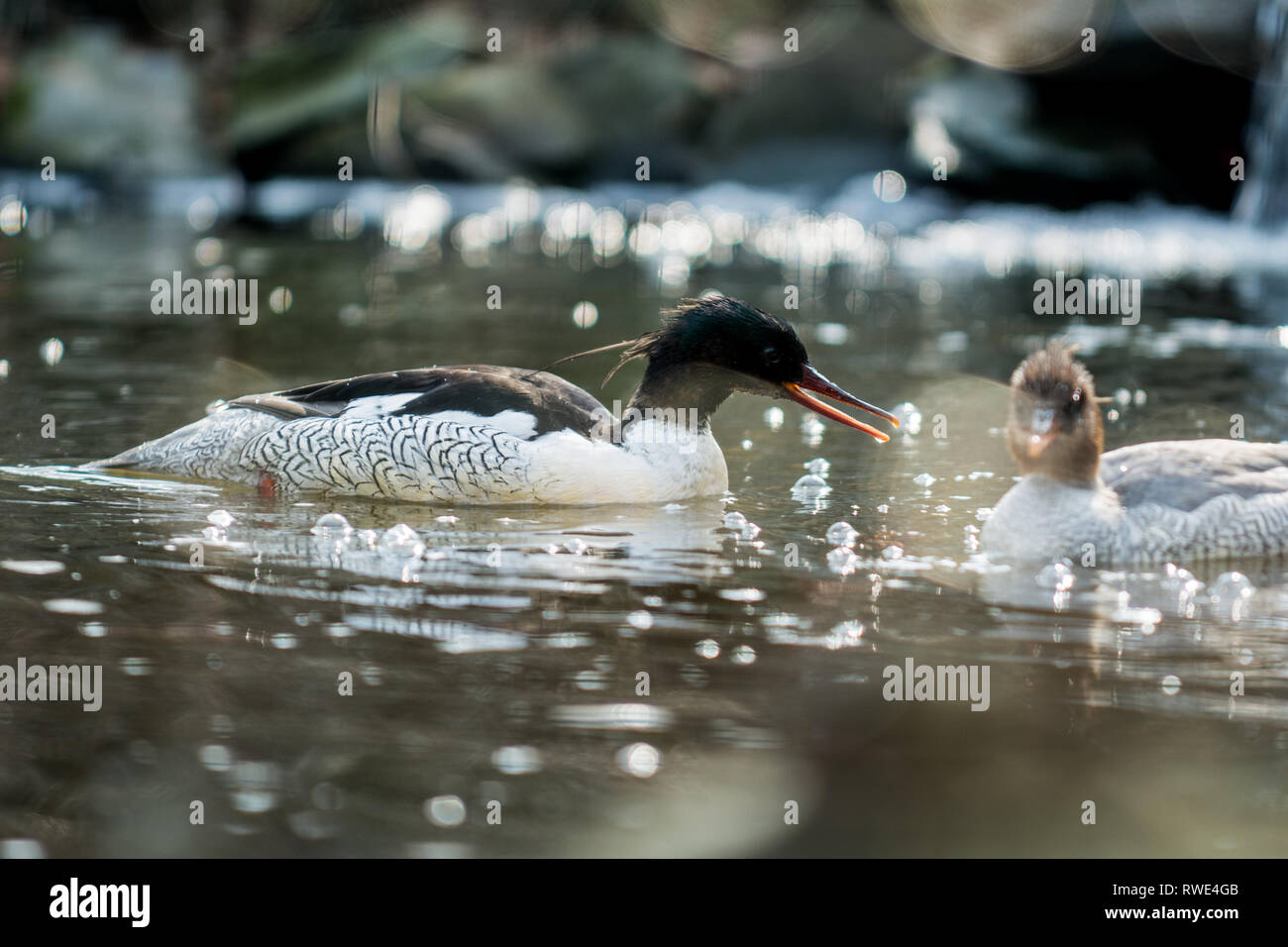 Paio di scaglioso-sided merganser (Mergus squamatus) in acqua con sparkle Foto Stock