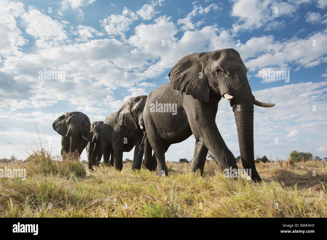 Un immagine astratta da un basso angolo di elefanti come essi a piedi dal Parco Nazionale di Hwange di Chobe National Park, il Botswana. Foto Stock