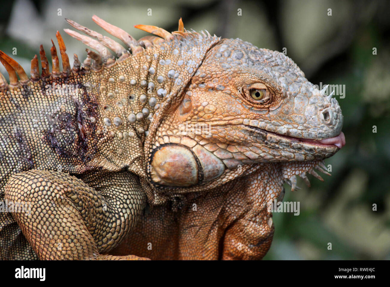 Green Iguana Iguana iguana maschio con lesioni di battaglia da combattere Foto Stock