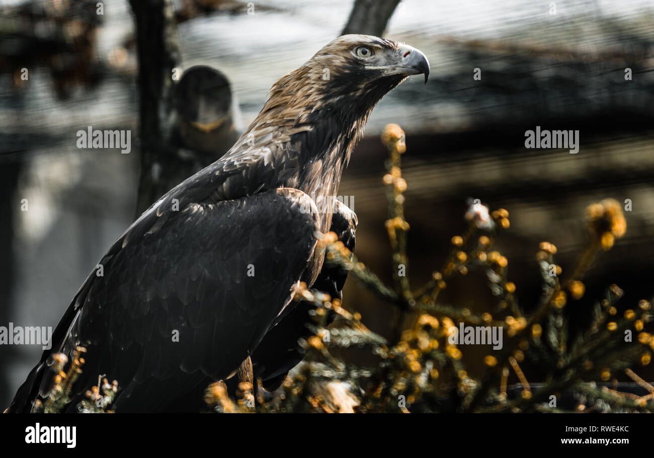 Grosso uccello orientale aquila imperiale (Aquila heliaca) e l'albero. La fauna animale. Foto Stock