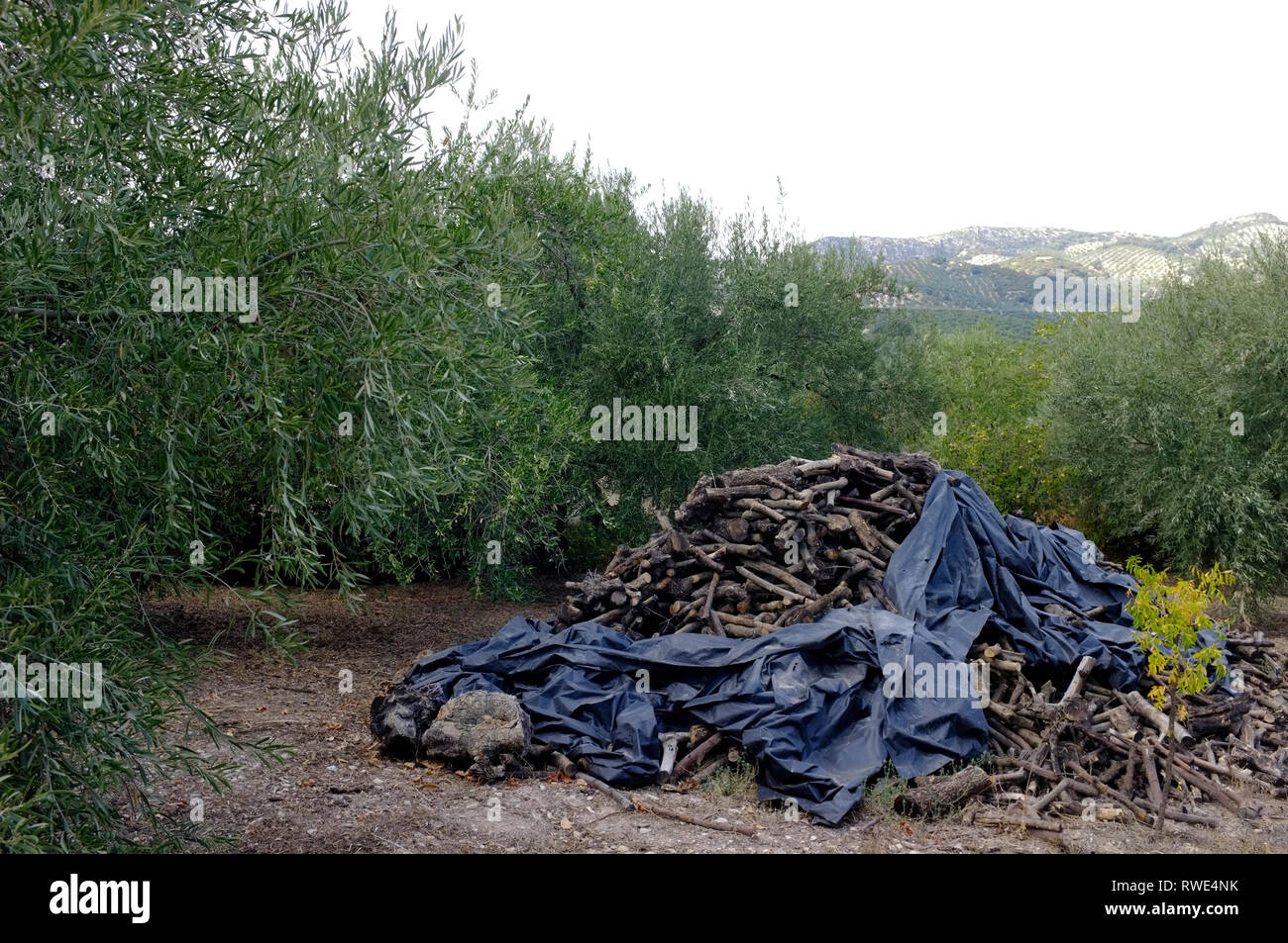 Un palo di legno d'ulivo impilati sotto plastica dopo la potatura negli oliveti, Poblado de Algar, Sierra Subbetica, Andalusia, Spagna Foto Stock