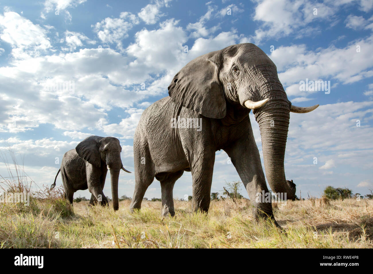 Un immagine astratta da un basso angolo di elefanti come essi a piedi dal Parco Nazionale di Hwange di Chobe National Park, il Botswana. Foto Stock