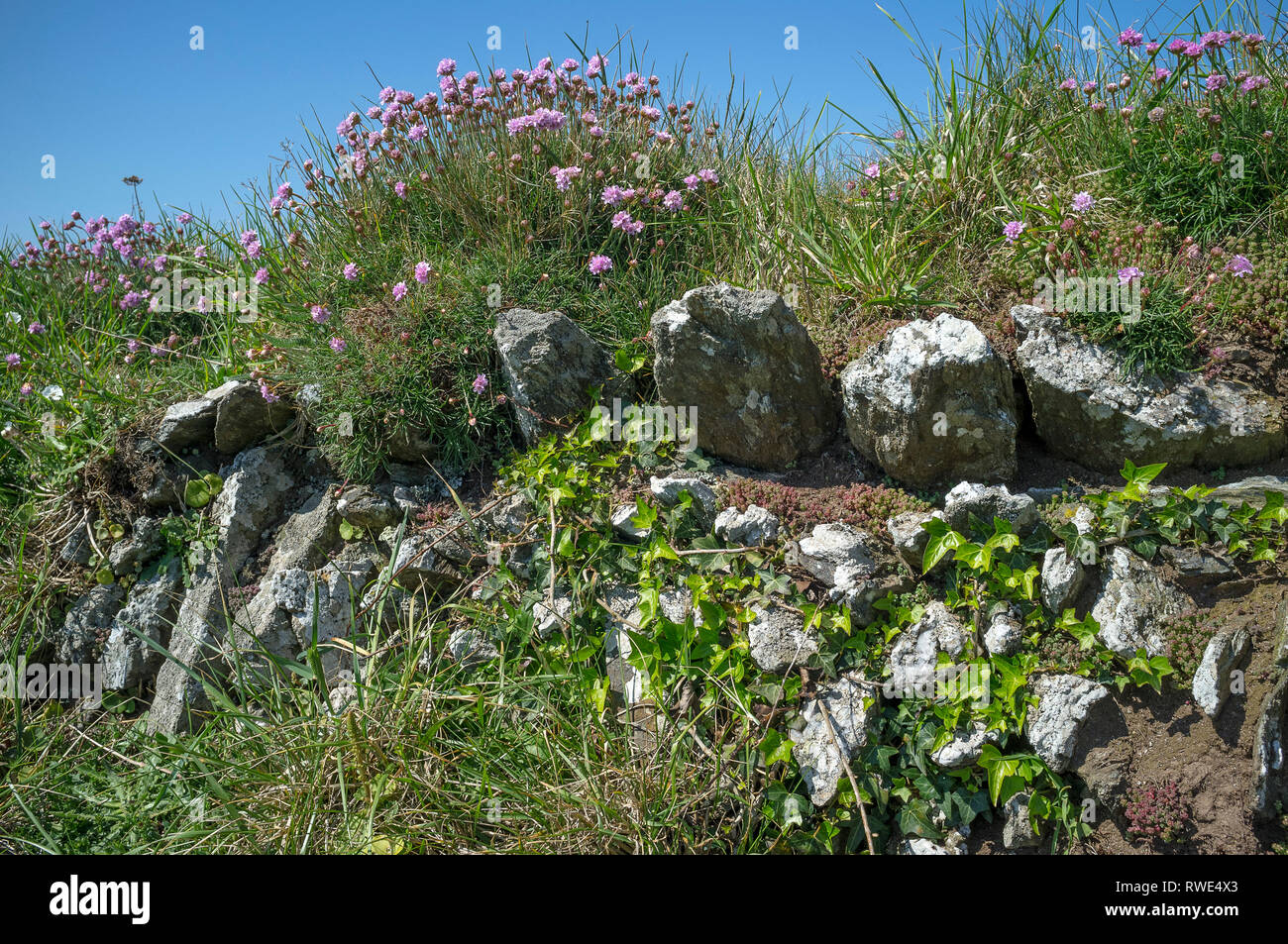 Un tradizionale muro di pietra a secco sulla costa coperto di edera, mare fiorito ed erbe come si vede in una giornata di sole estate. Bolberry Down, South Devon, Regno Unito. Foto Stock